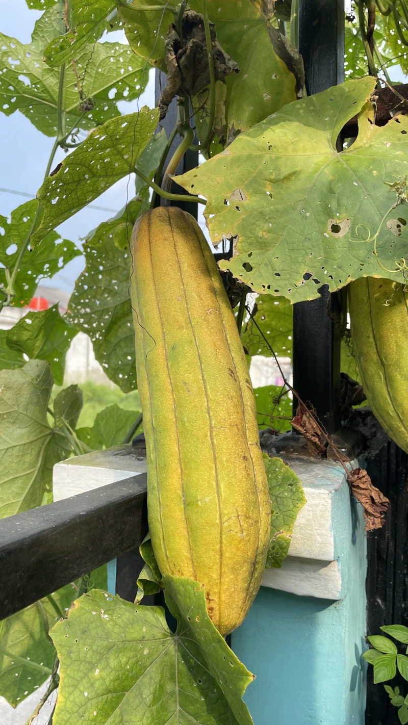 Buah luffa yang sudah menguning