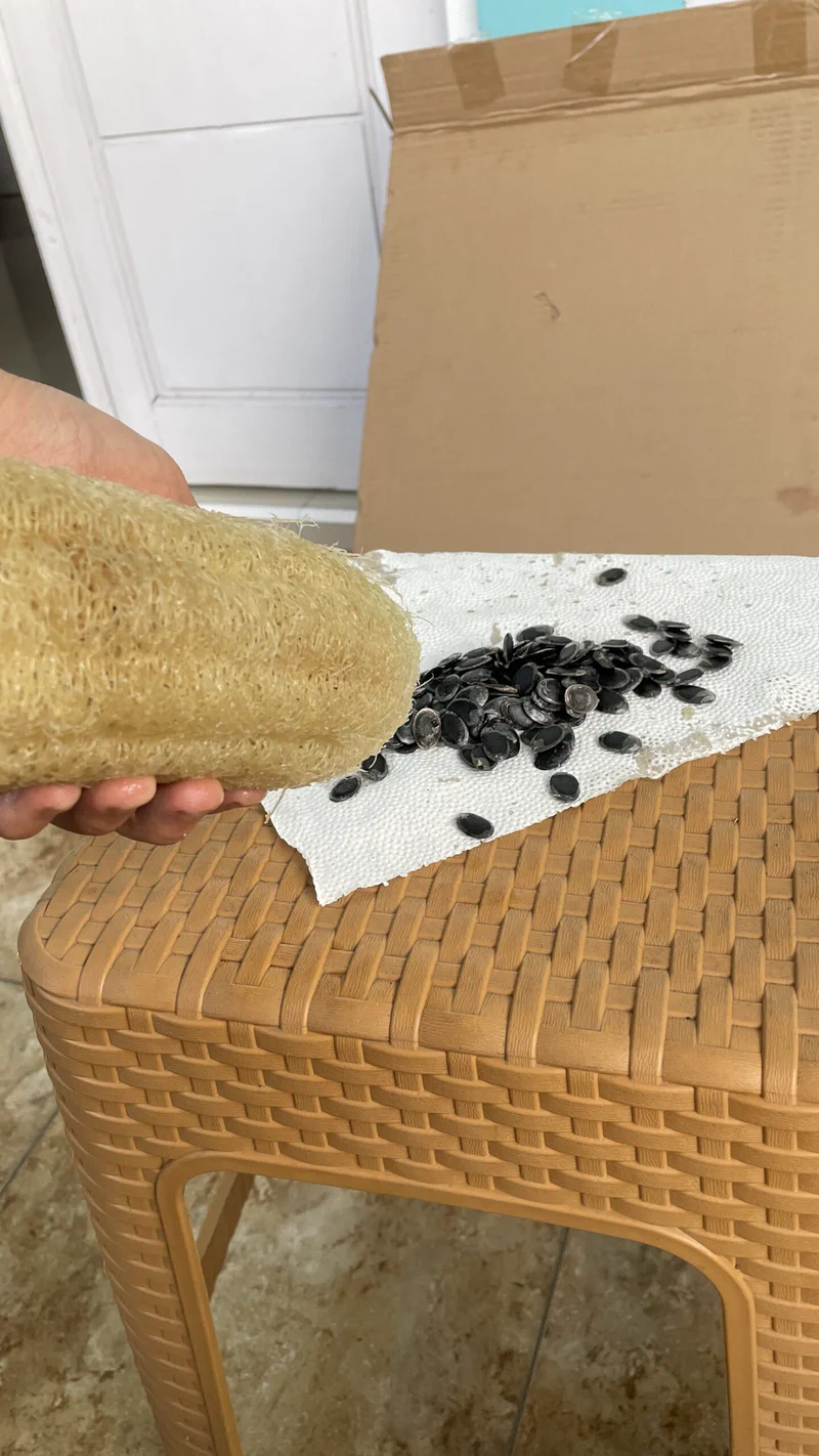 Benih dari buah luffa yang sudah matang