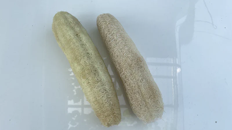 Luffa yang sudah dijemur