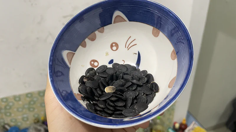 Kuaci dari biji luffa