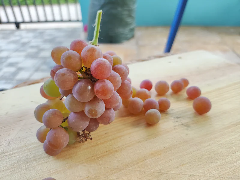 Berry anggur Aroma Delight sangat mudah lepas dari tangkainya