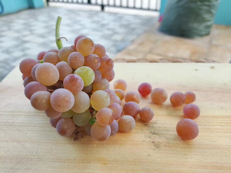 Anggur Aroma Delight, Kecil tetapi Menggigit