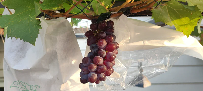 Anggur Jupiter, Si Manis yang Tak Serupa Namanya