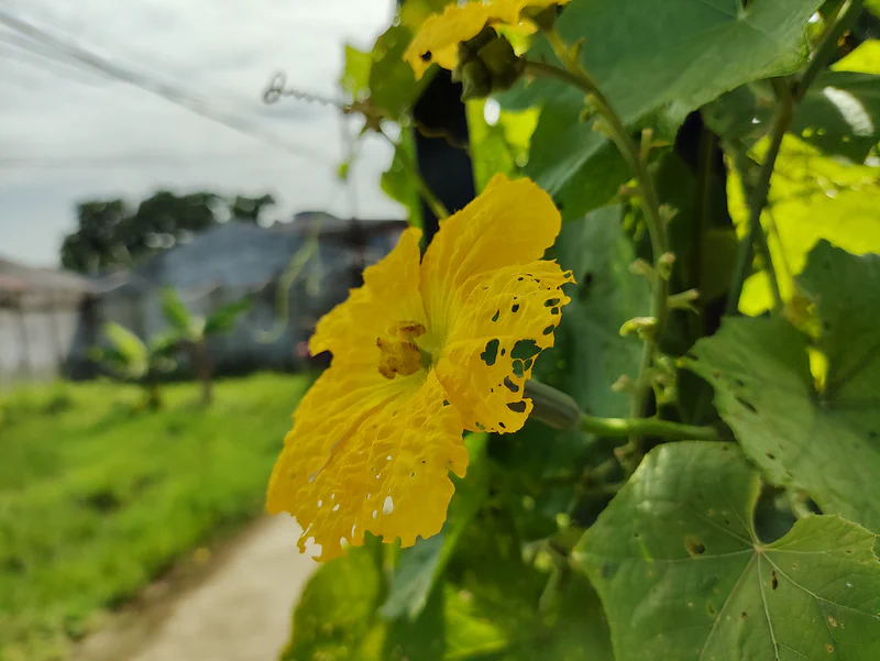 Bunga Luffa Aegyptiaca yang diserang hama