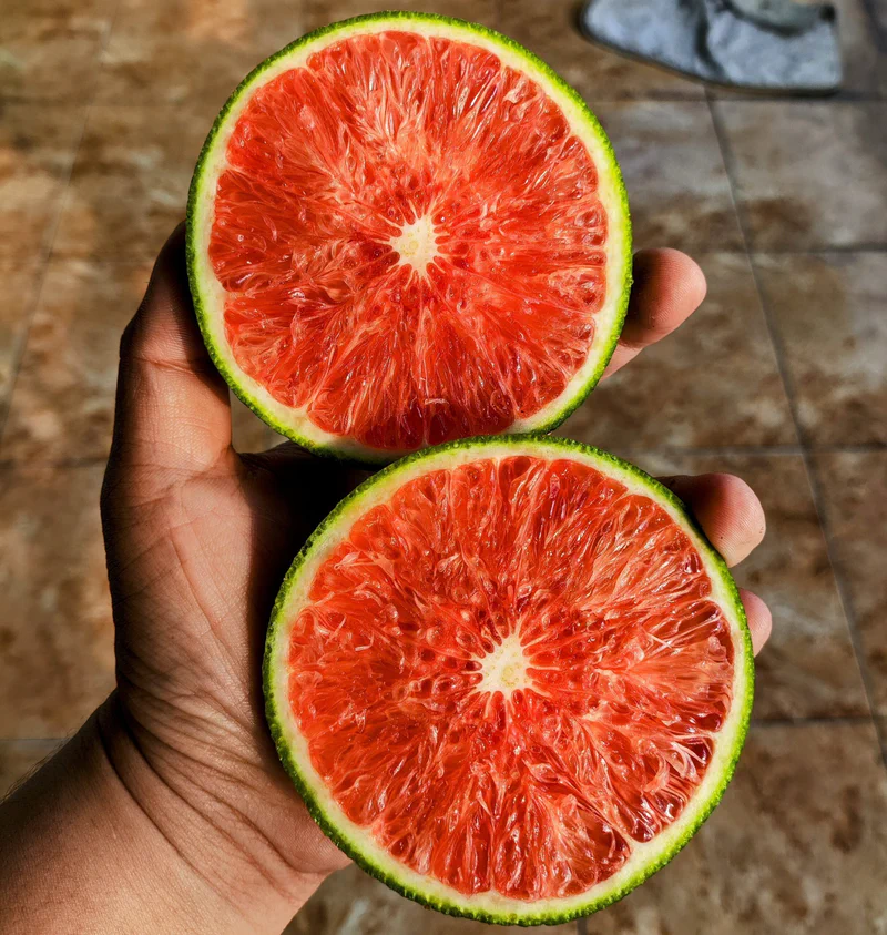 Jeruk Navel "Cara Cara" di Dataran Rendah