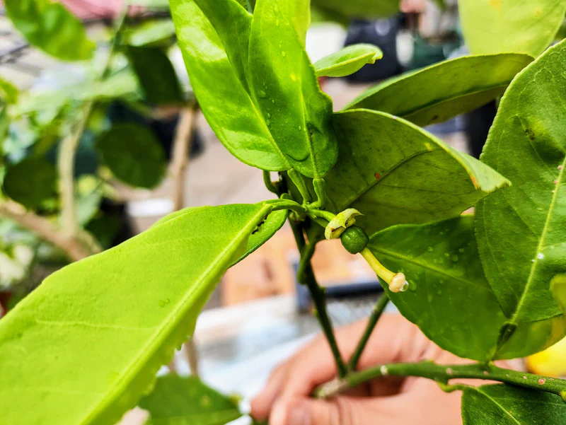 Reproduksi Jeruk Cara-cara