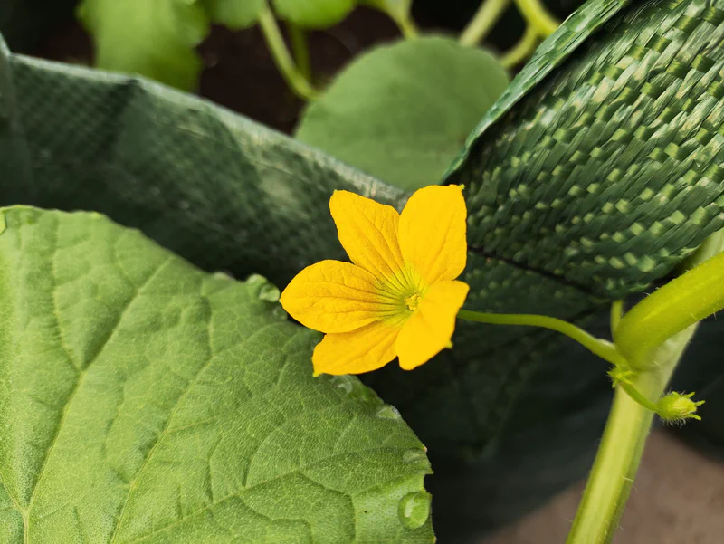 Fase reproduksi melon Kajari