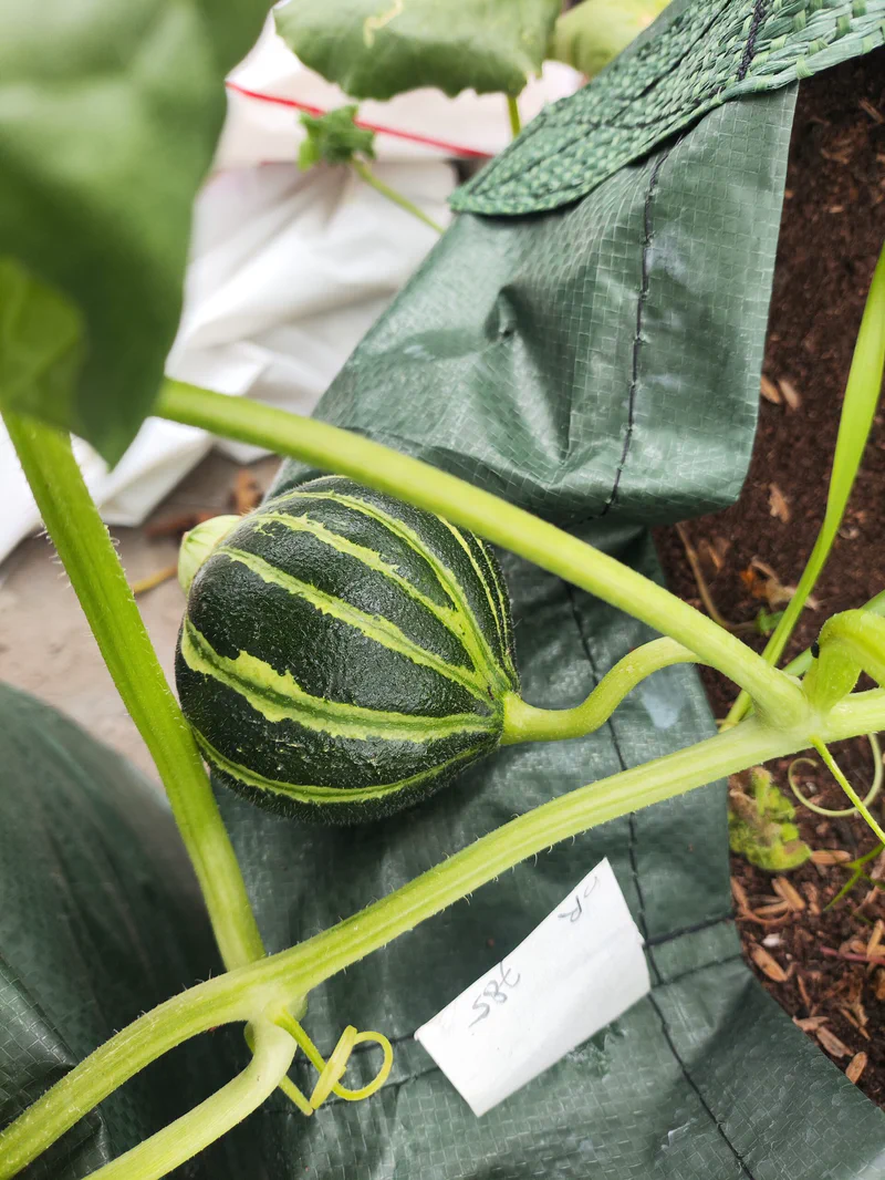 Fase reproduksi melon Kajari