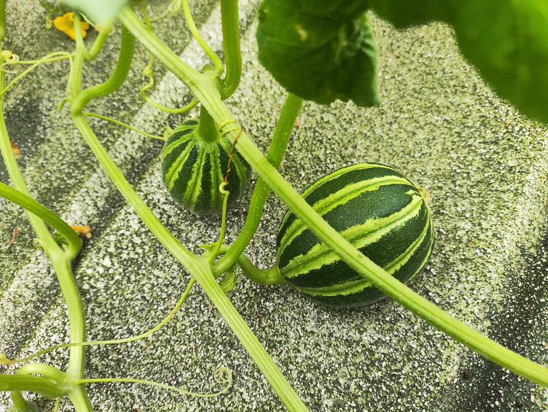 Fase reproduksi melon Kajari