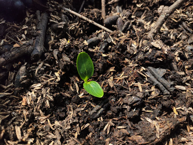 Kecambah dari benih melon Kajari