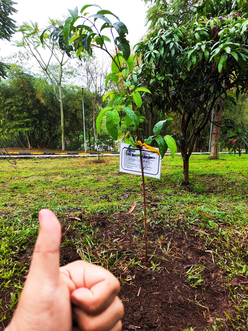 Bibit jambu biji berhasil ditanam