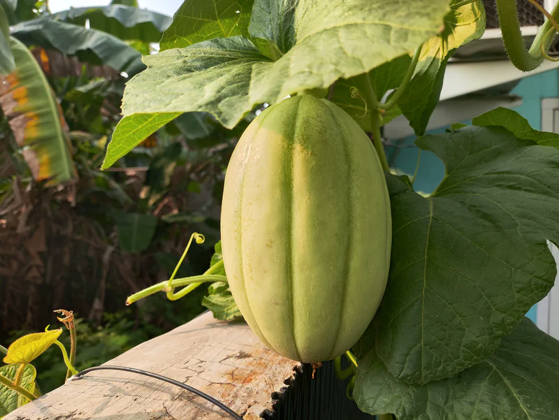 Melon Sweet Net dalam proses pematangan