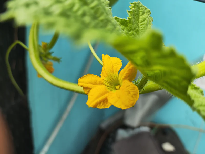 Bunga jantan melon Sweet Net