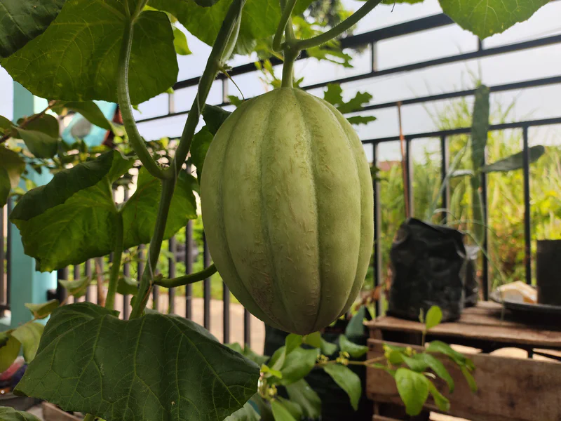 Ternyata Namanya Melon Sweet Net