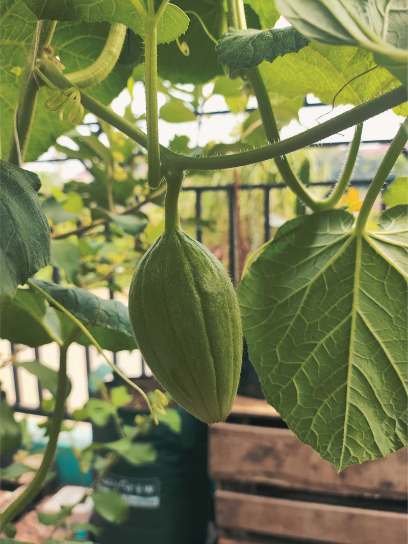 Buah muda dari melon varietas Sweet Net