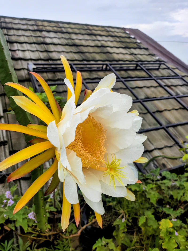 Bunga buah naga mekar di malam hari