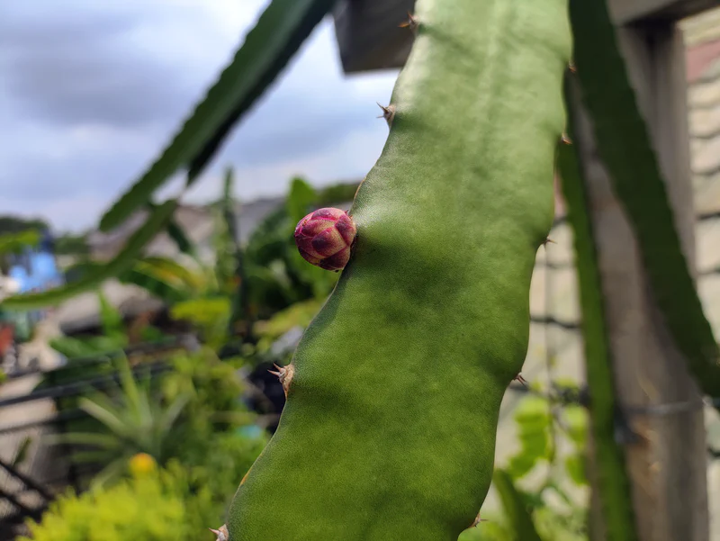 Calon bunga buah naga