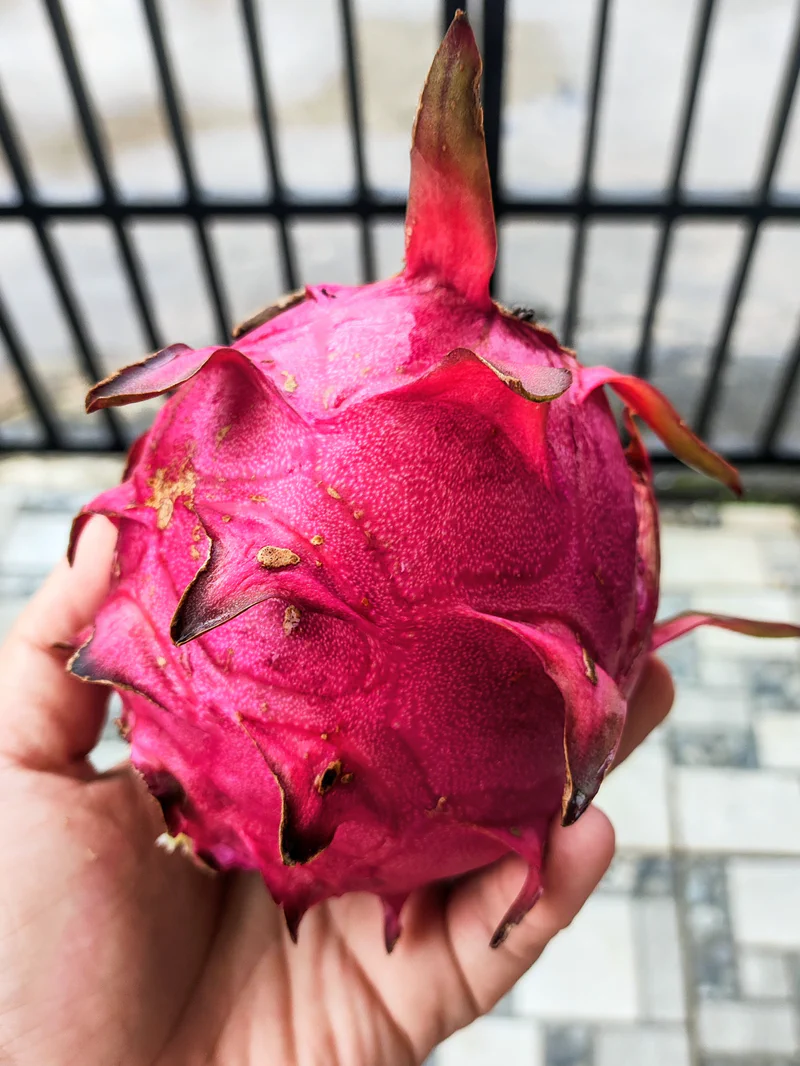 Buah Naga Purple Haze