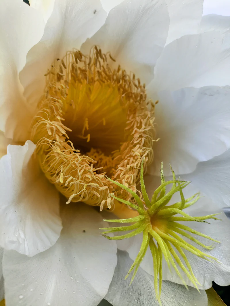 Serbuk sari dan putik buah naga