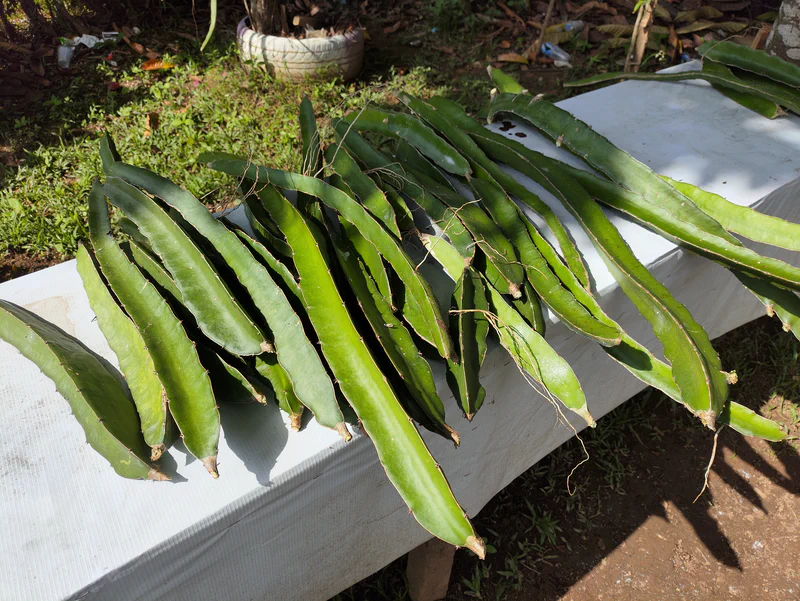 Bibit stek buah naga