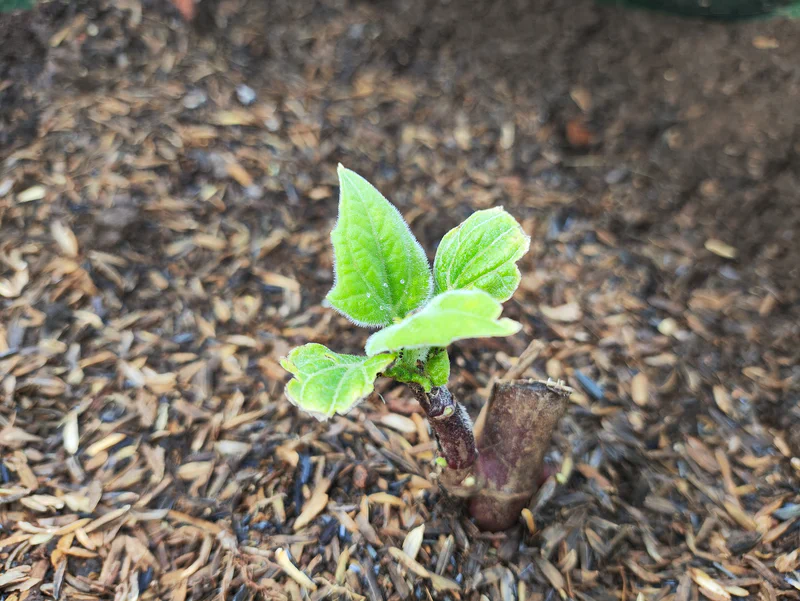 Bibit Yakon mulai bertunas