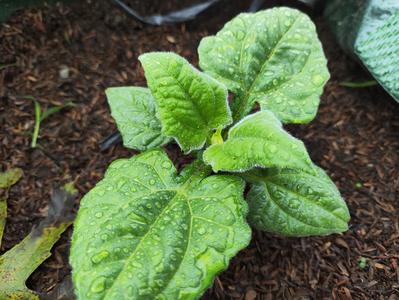 Daun Yakon tumbuh subur